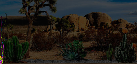 fotografia de desierto con piedras y cactus