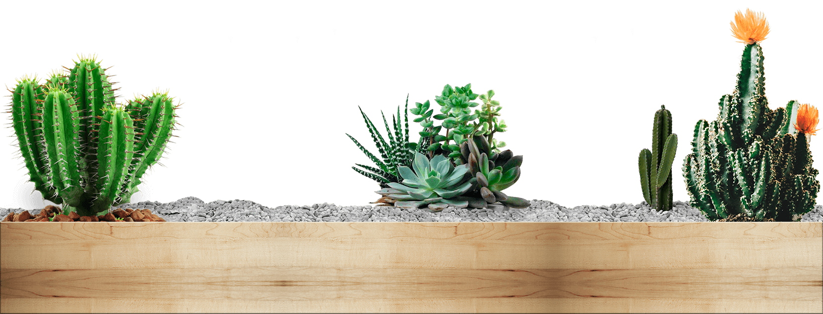 plantas cactus y suculentas sobre grava y madera